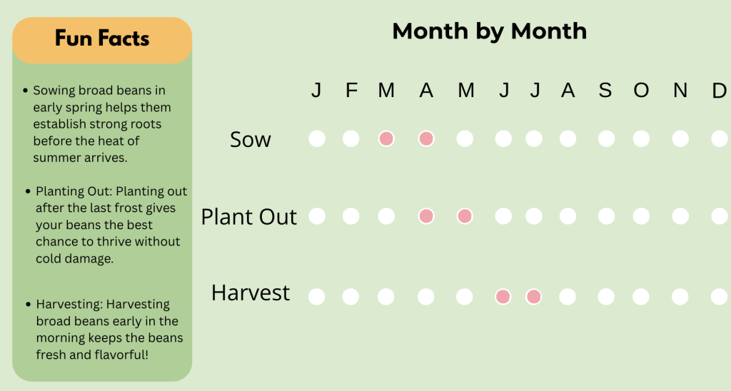 5 Essential Tips for Harvesting Broad Beans at the Right Time