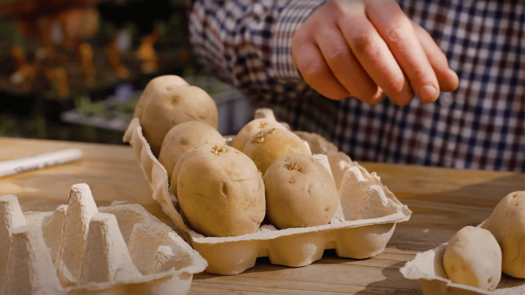 Chitting-Potatoes