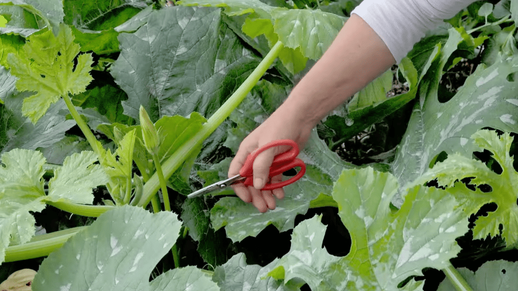 Manage-Plant-Growth