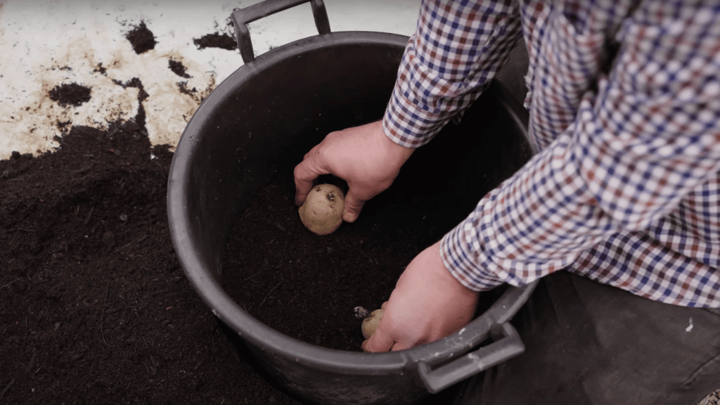 Planting-Potatoes-in-Containers