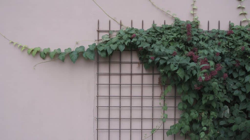 chocolate-vine