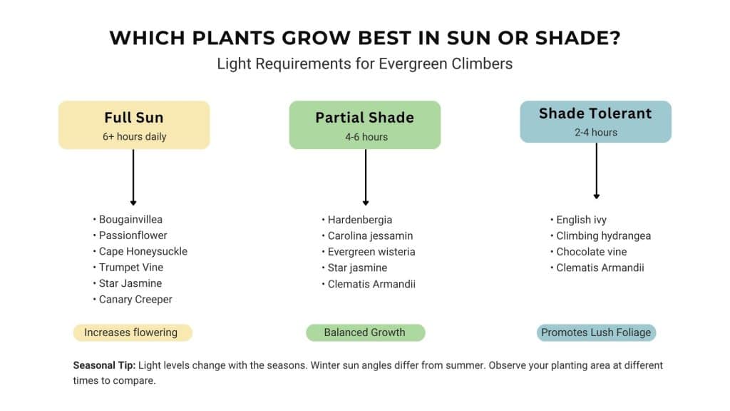 Chart showing sun, partial shade, and shade plants with examples and light requirements.