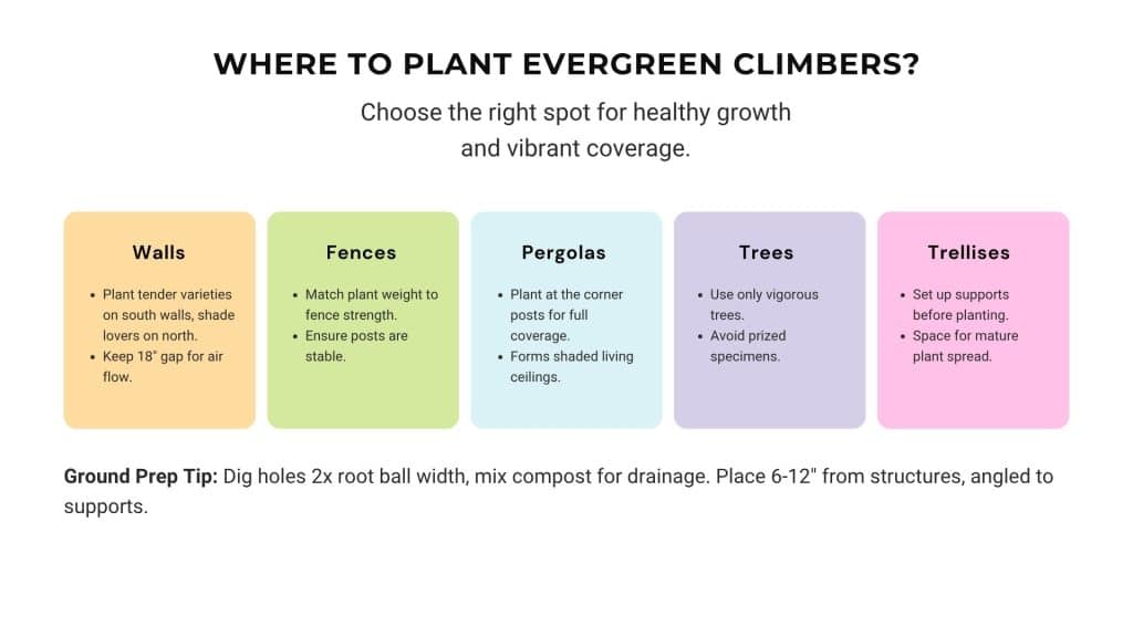 evergreen-plant-climbers