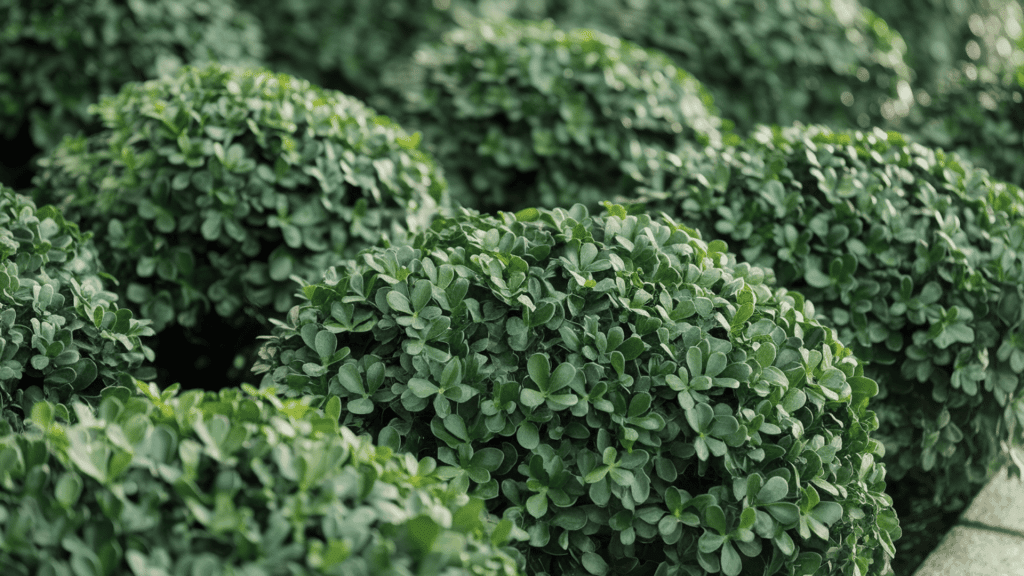 Boxwood