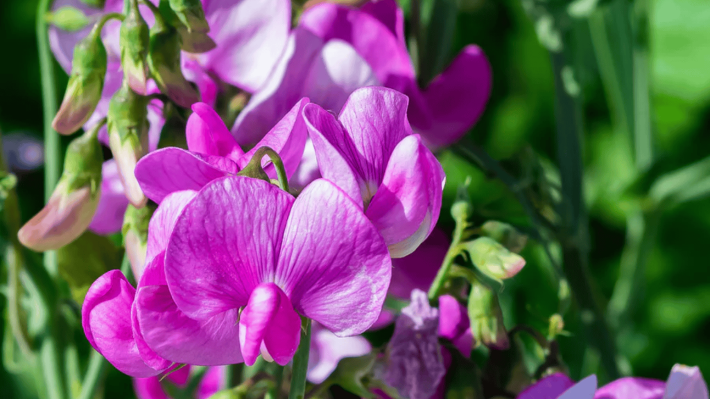 Sweet Pea