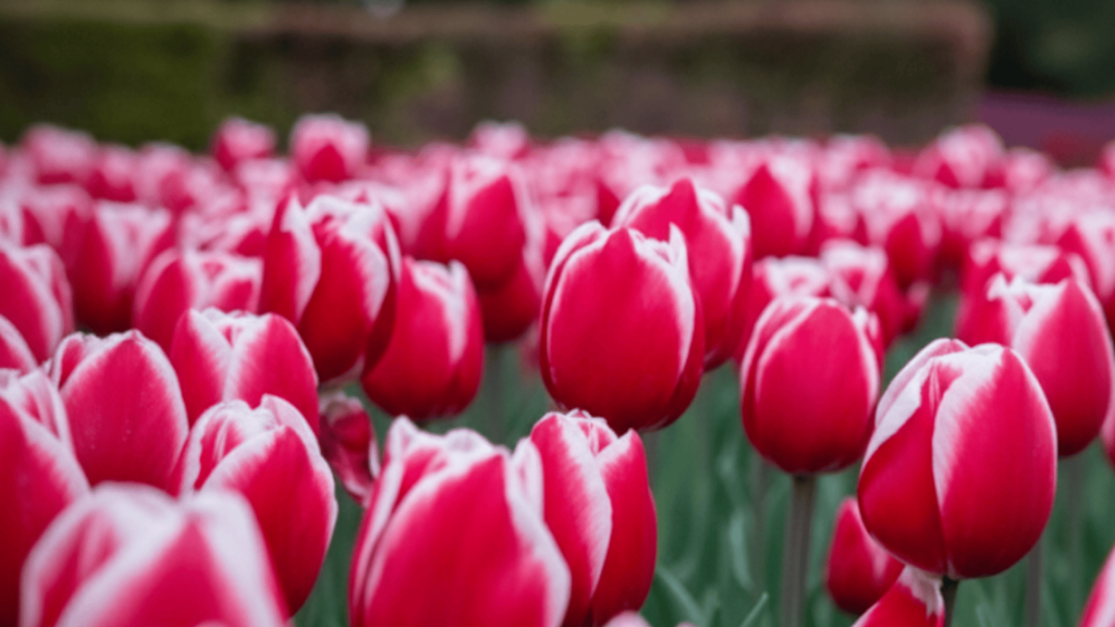 Tulips