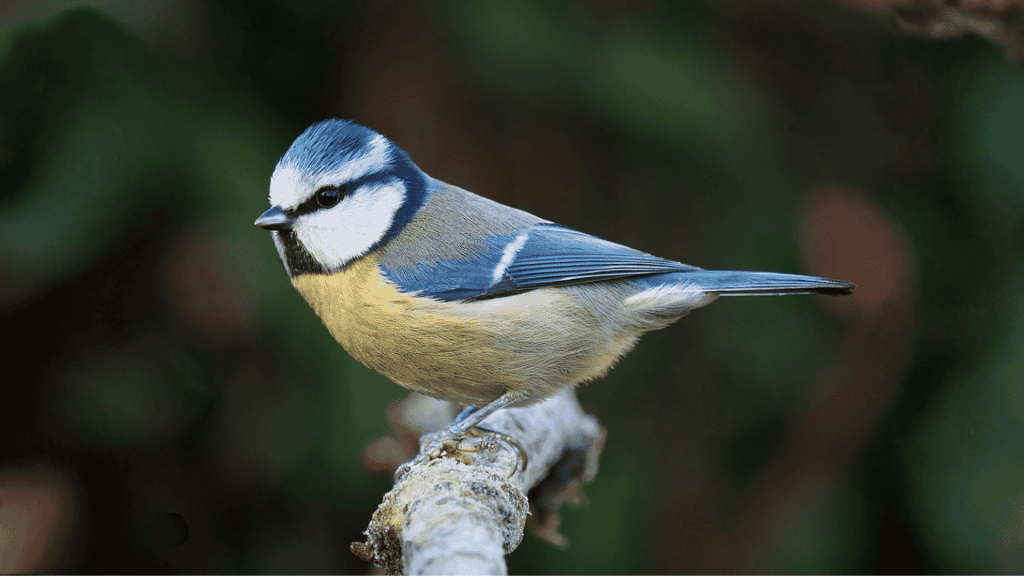 blue tit