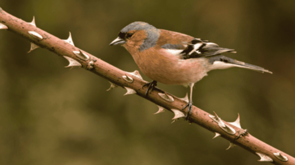 chaffinch