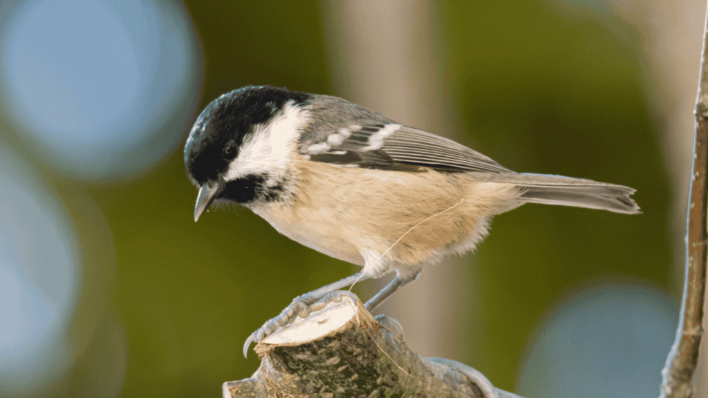 coal Tit