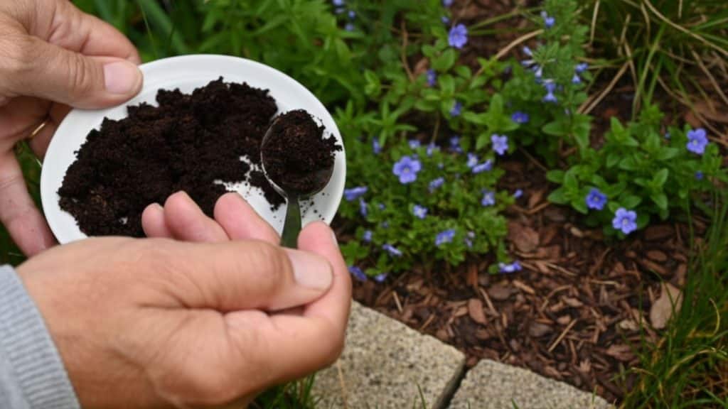 coffee grounds ants garden