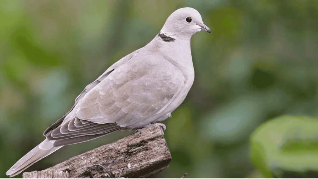 collared dove