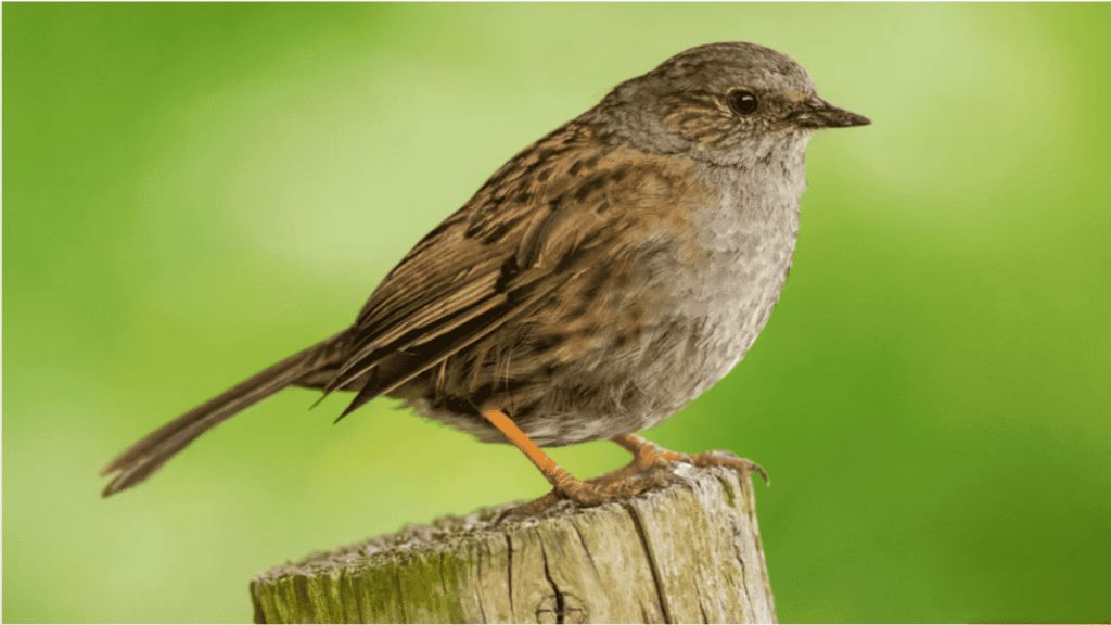 dunnock (1)