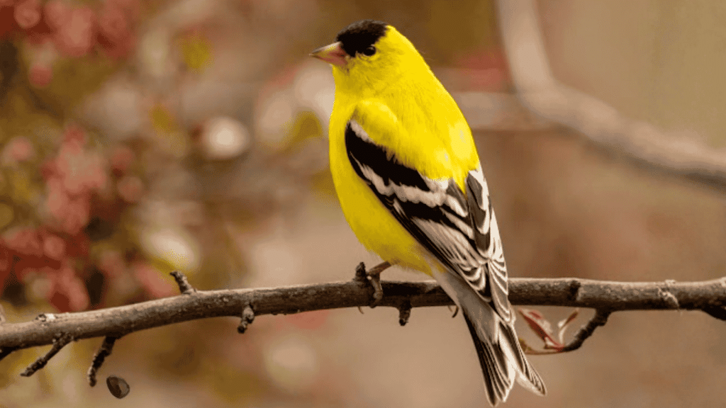 goldfinch