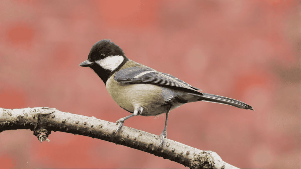 great tit