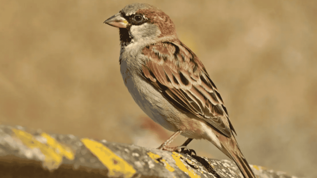 house sparrow