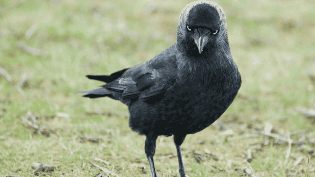 jackdaw