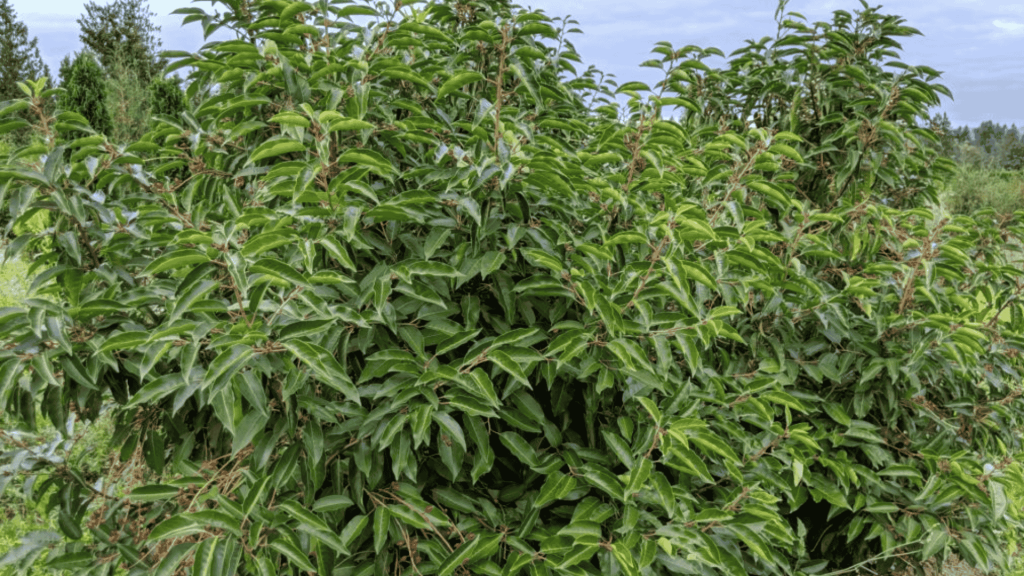 leaves prunus lusitanica myrtifolia