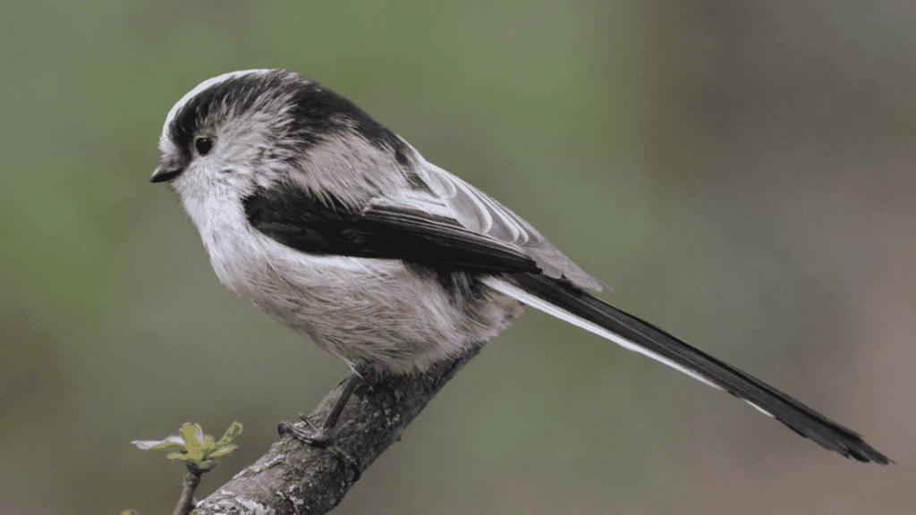 long tailed tit