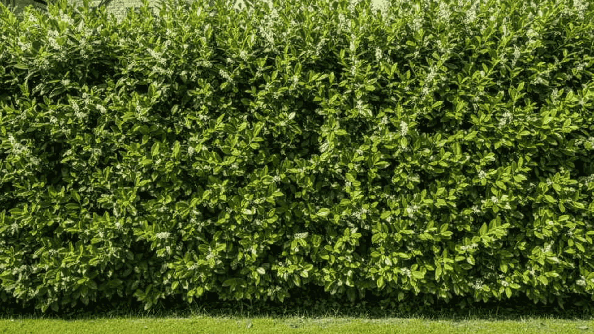 Prunus Lusitanica Myrtifolia Guide: Planting to Care