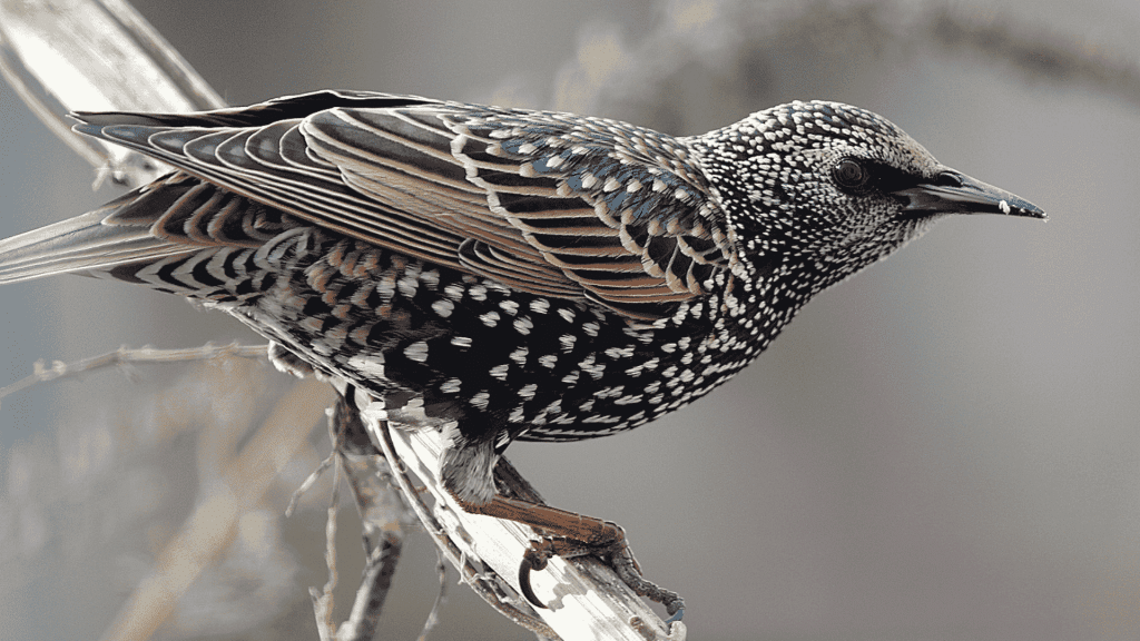 starling