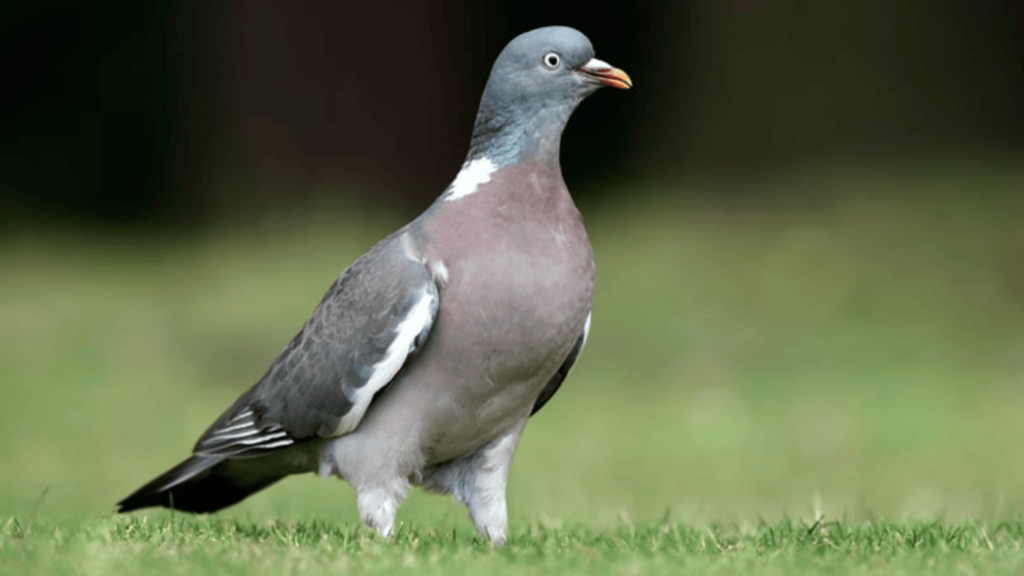 woodpigeon