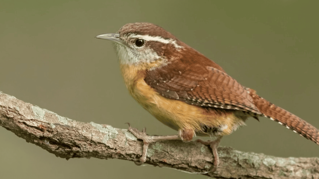 wren