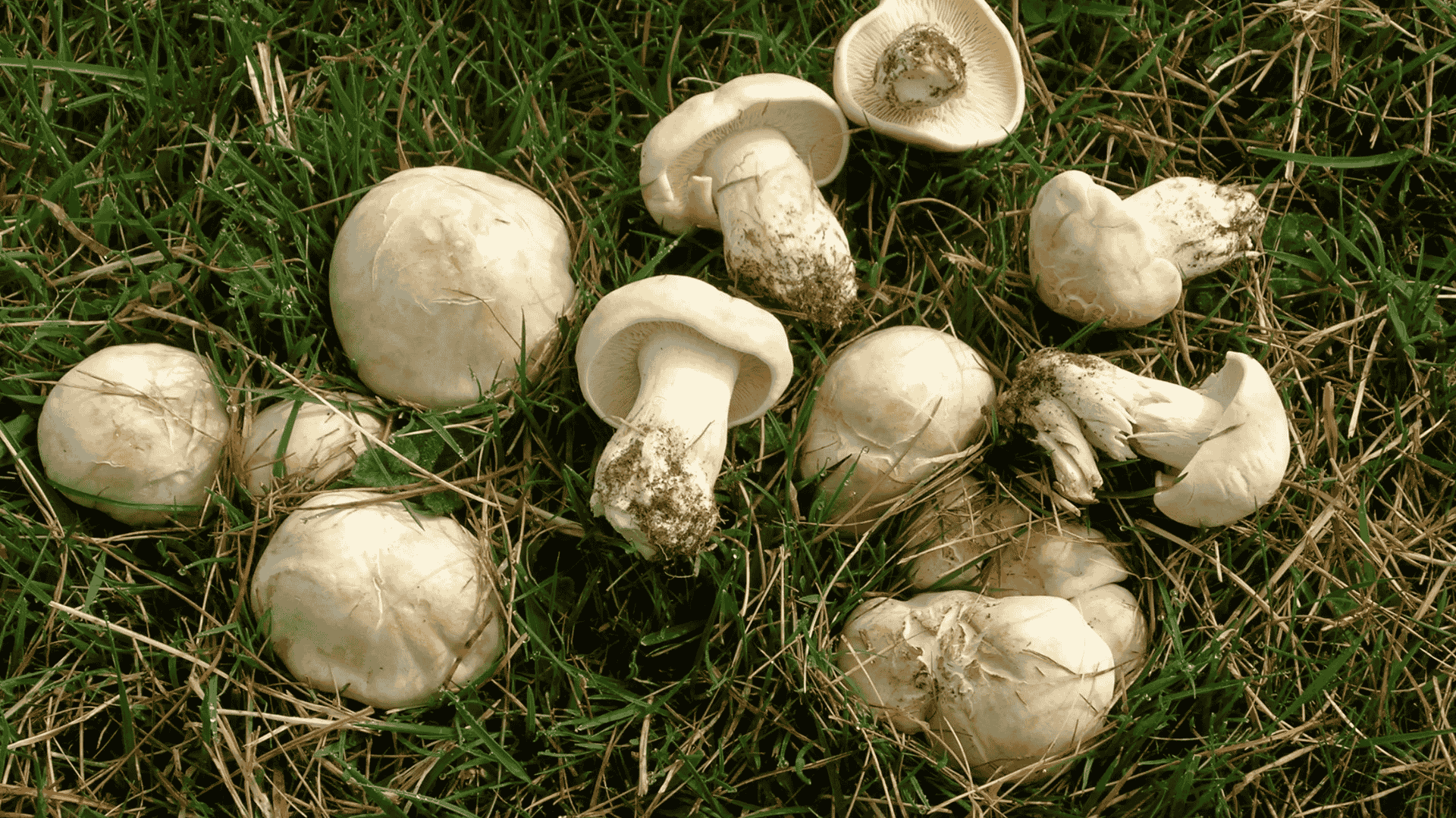 calocybe gambosa st georges mushroom closeup