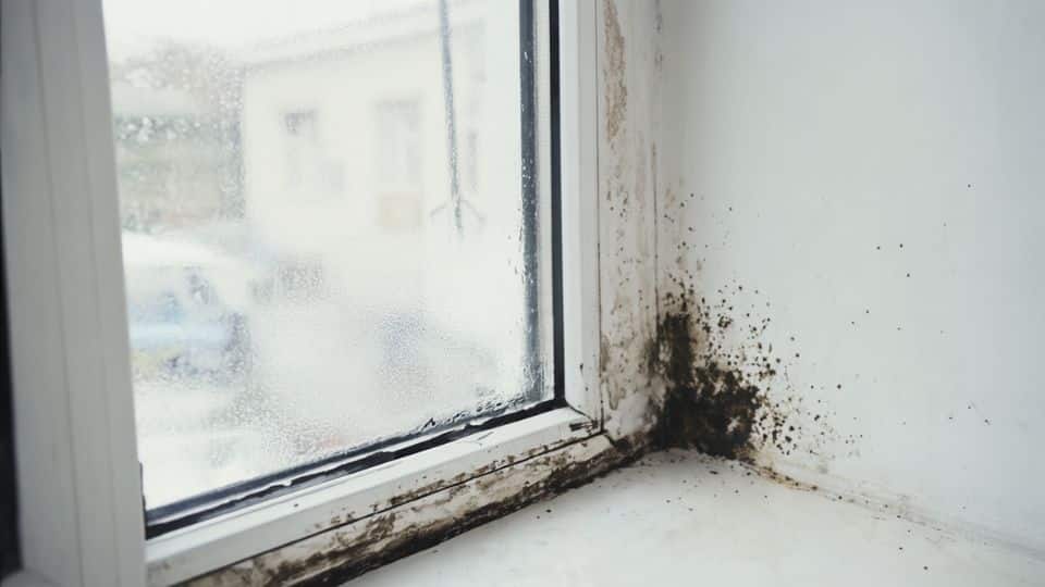 how to get rid of black mould