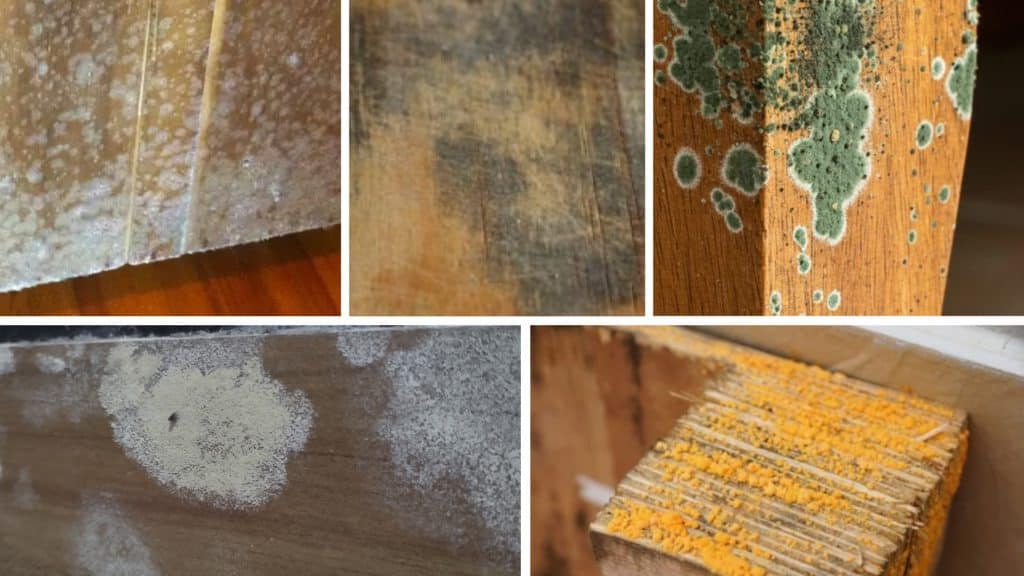 Collage showing different types of mold growing on wood surfaces, including white, black, green, Gray and yellow mold patches.
