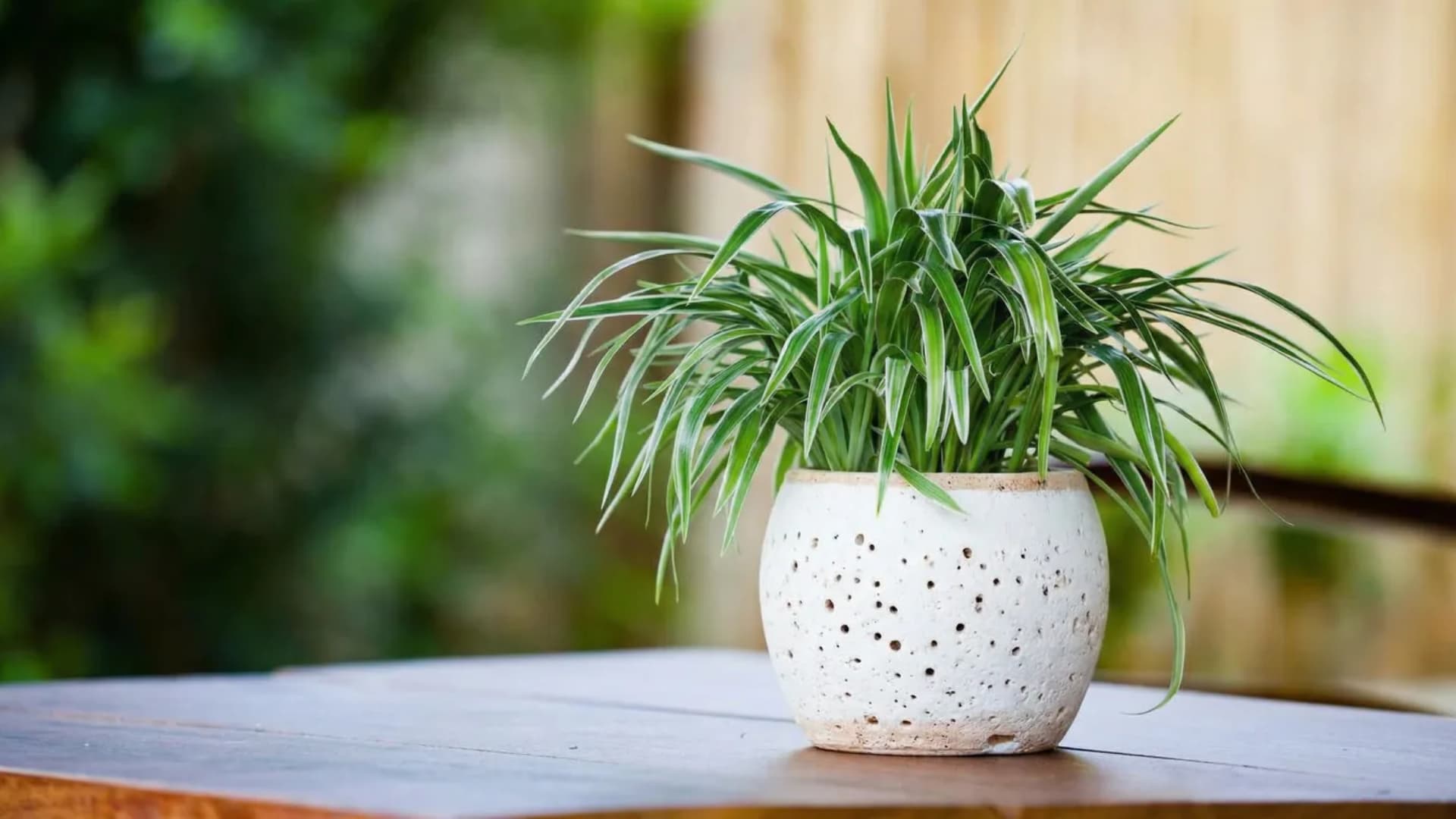 benefits-of-spider-plant
