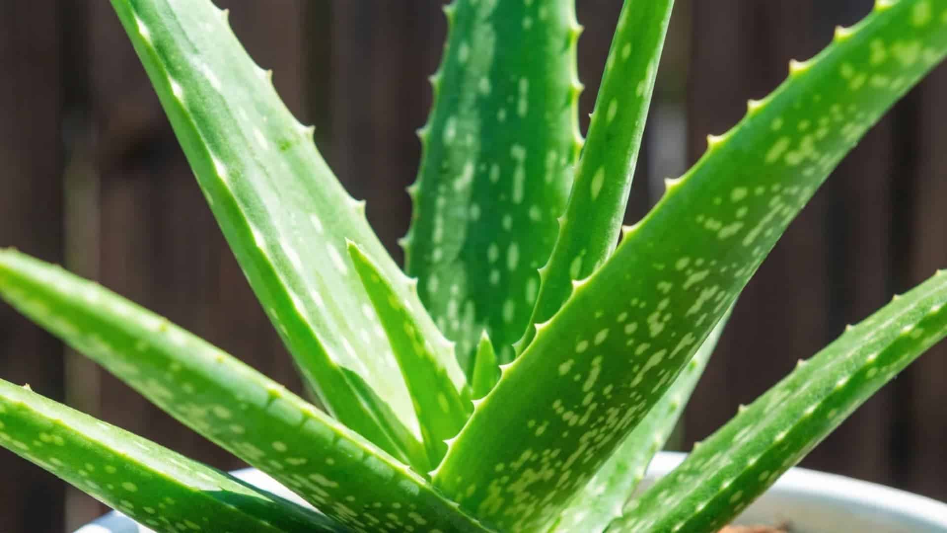 how-to-care-for-an-aloe-vera-plant