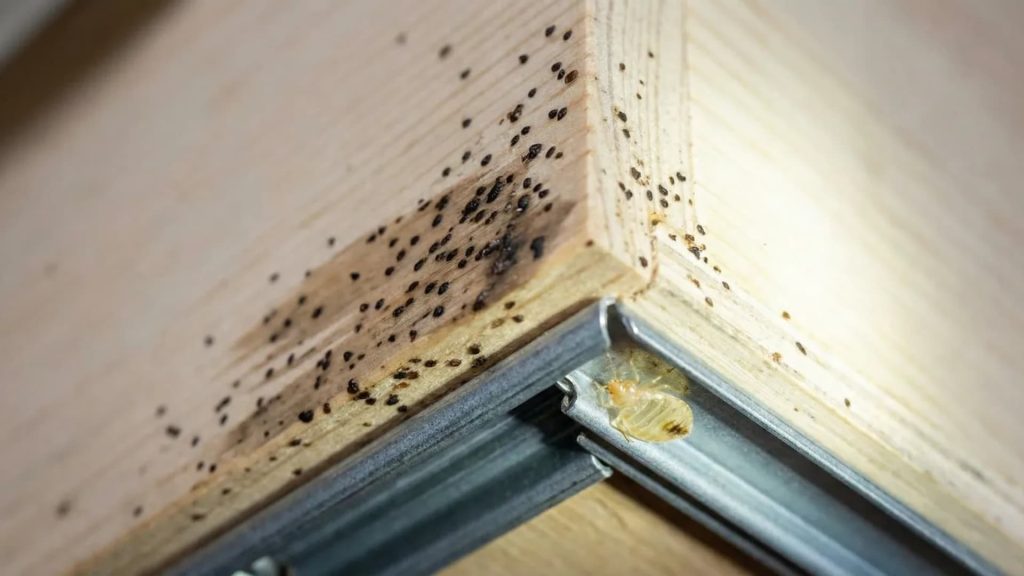 7-signs-of-bed-bugs-in-wood-furniture-you-should-never-ignore