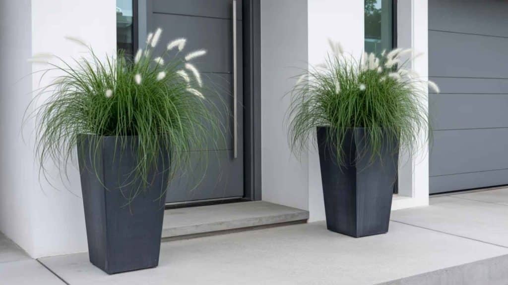 Tall Modern Black Planters With Architectural Grasses