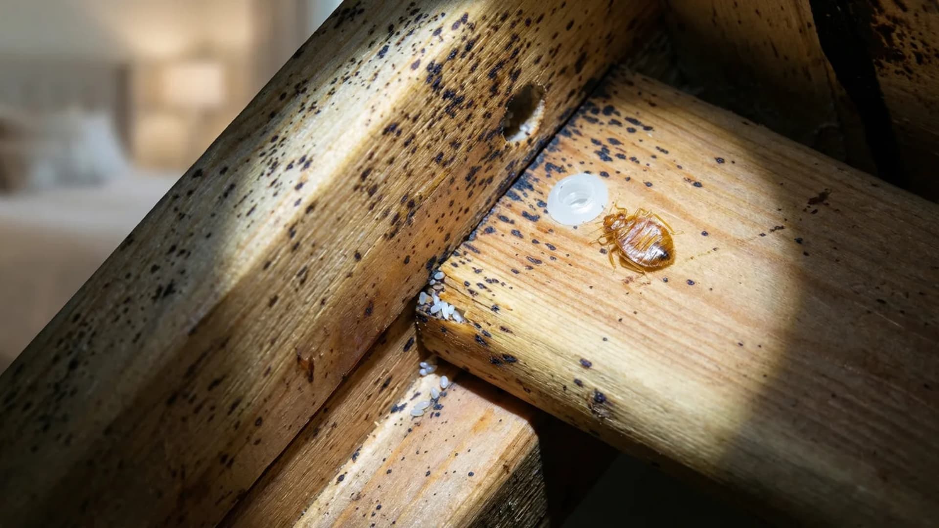 signs-of-bed-bugs-in-wood-furniture