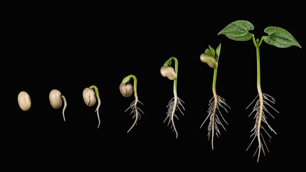 A step-by-step visual progression of a seed germinating into a sprout, illustrating the different stages of early plant growth.