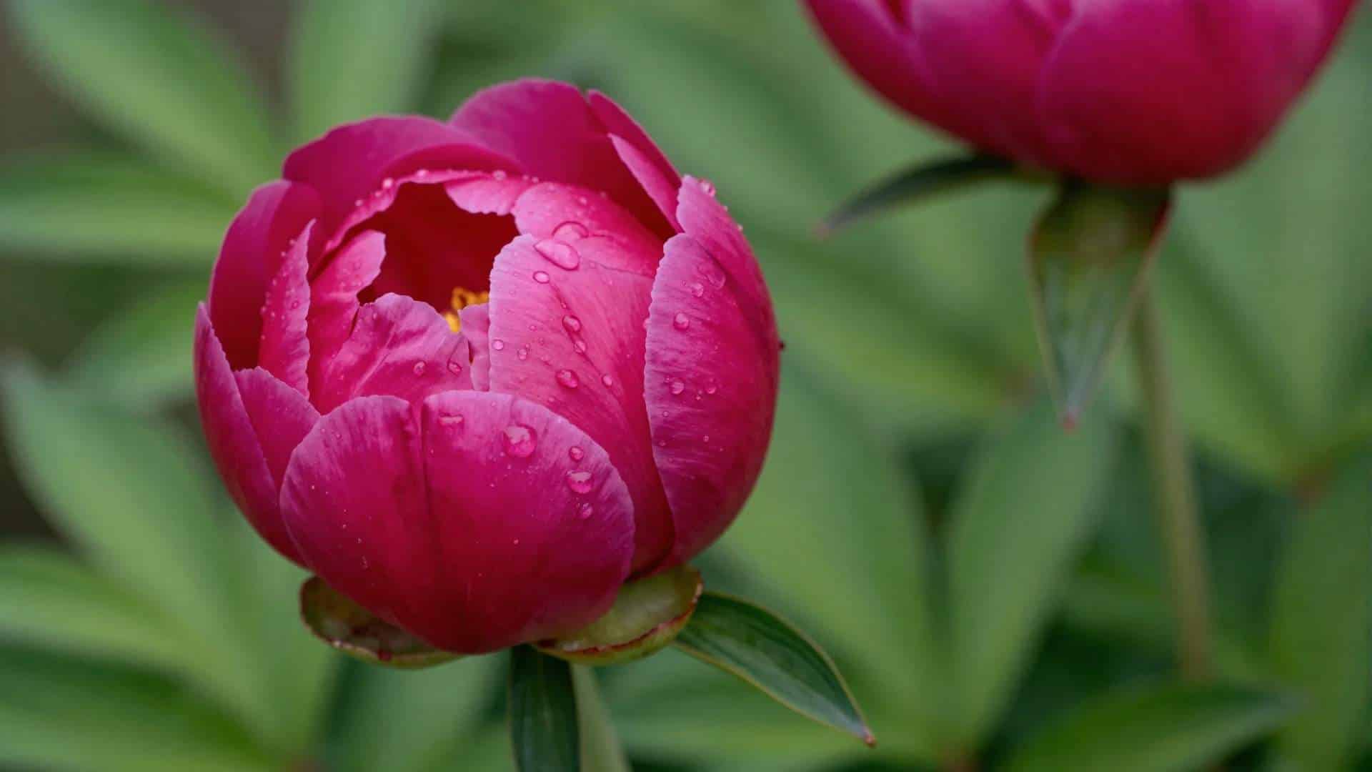 Close-up of a deep pink peony bud with water droplets on a green background