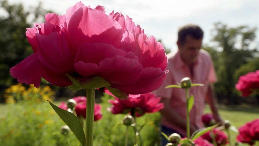 how to plant peonies