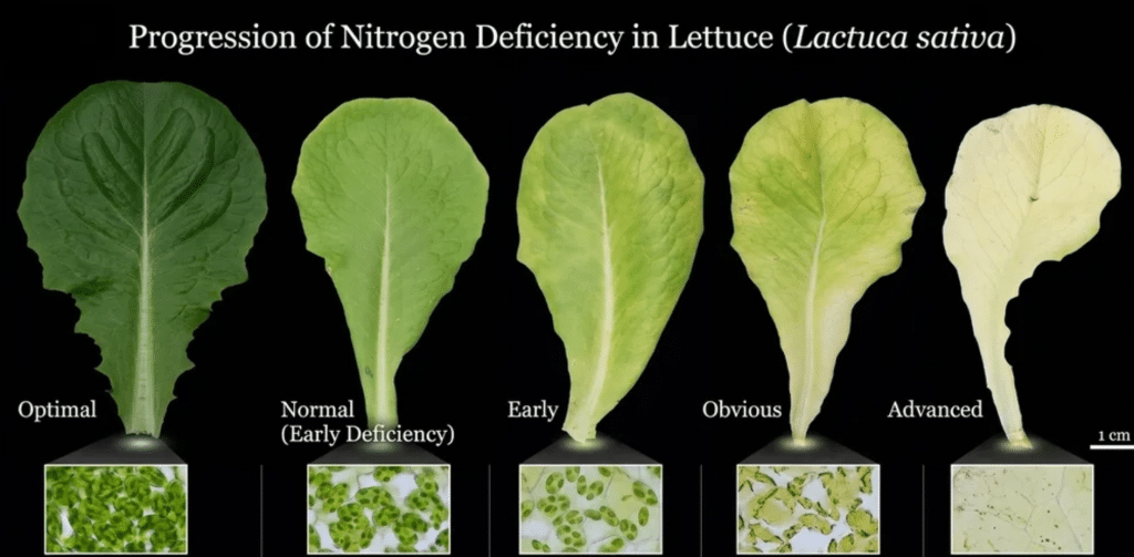Progression of nitrogen deficiency in lettuce leaves, showing stages from optimal green to advanced pale yellow, illustrating nutrient deficiency effects on plant health.