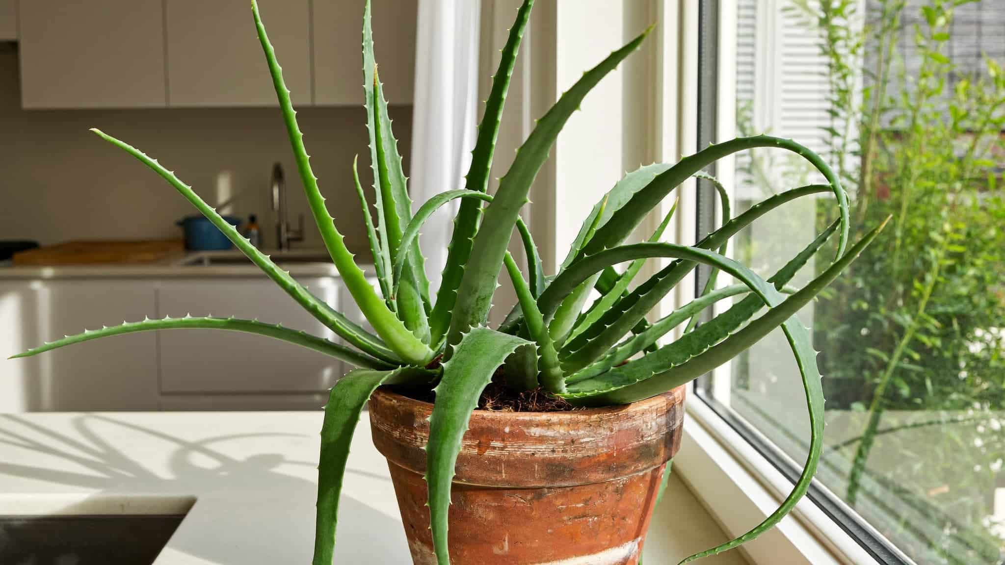 Aloe vera plant in a terracotta pot placed by a window with natural sunlight