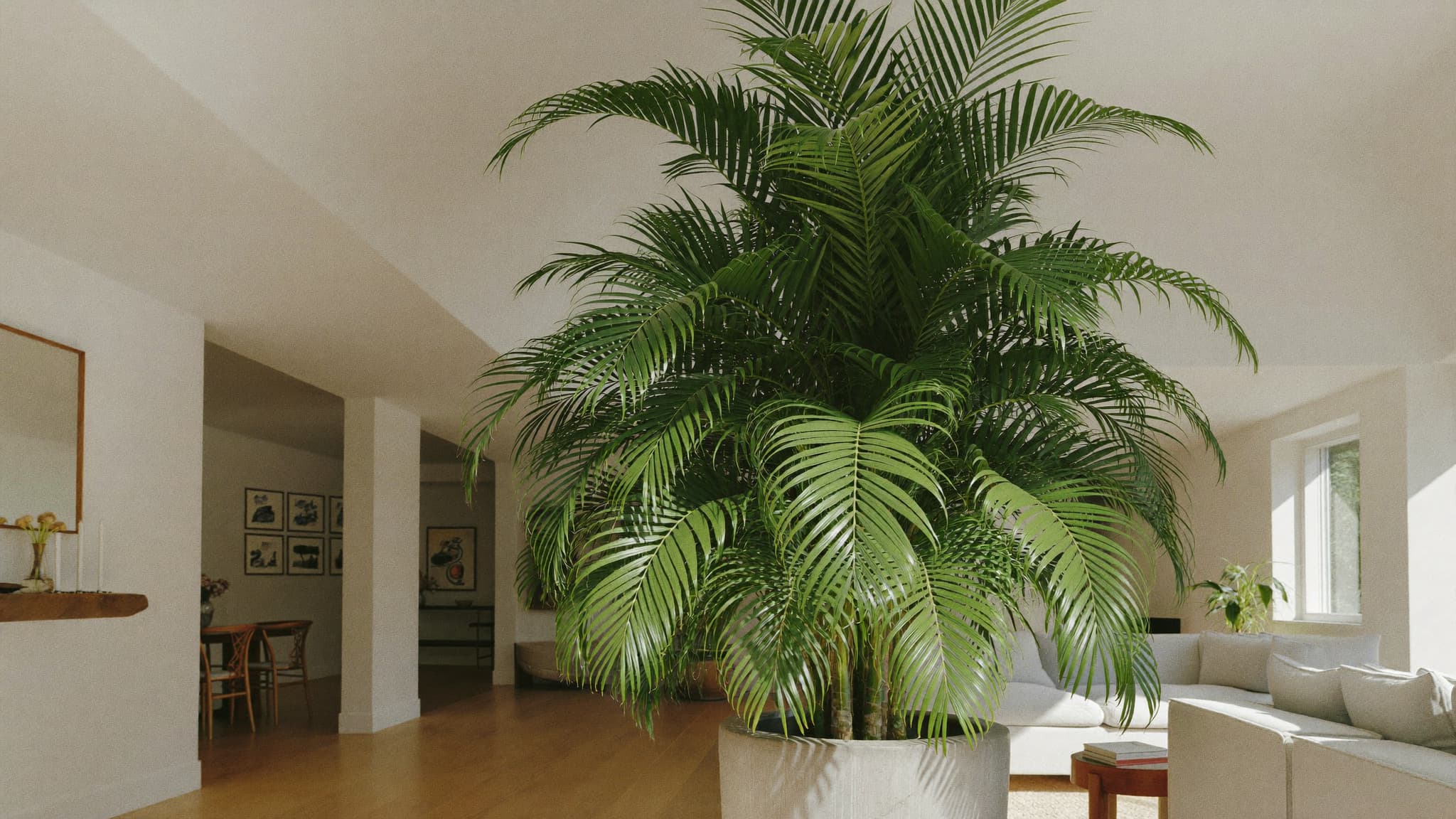 Tall palm plant in a large white pot, placed in the center of a bright, spacious living room.