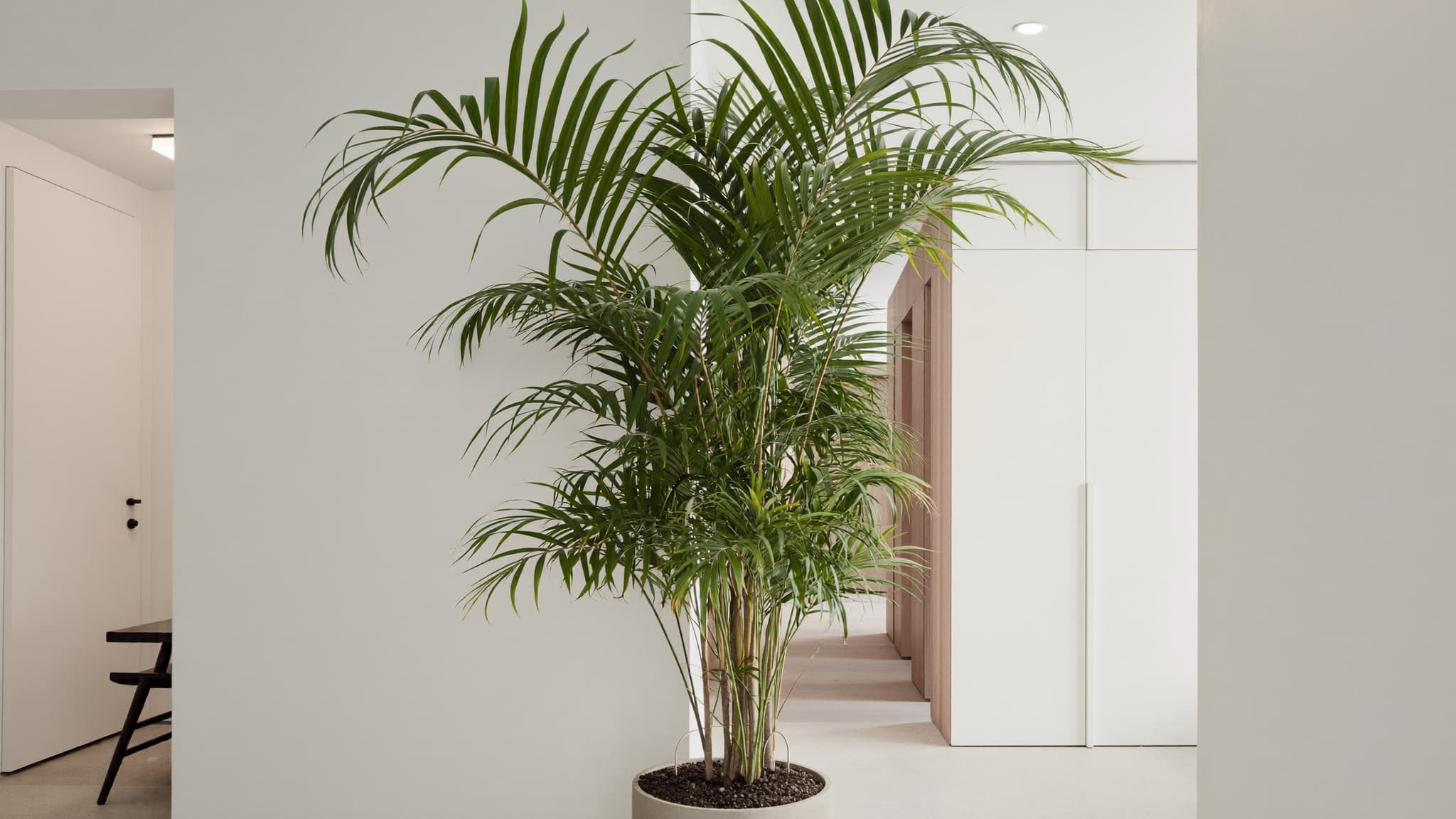 Tall palm plant in a black pot placed in a modern hallway with natural light.