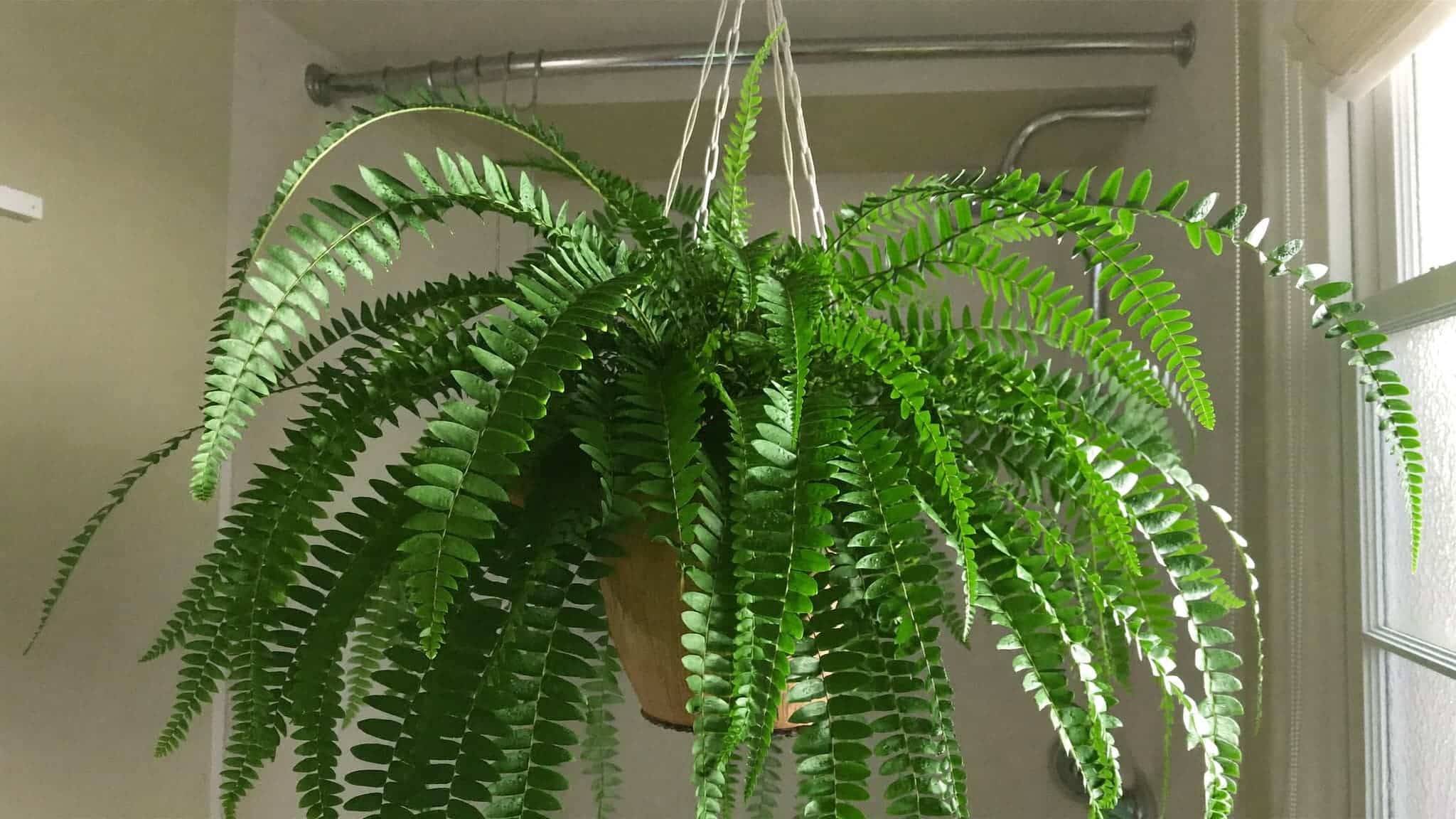 Hanging fern plant with lush green fronds in a pot, suspended near a window.