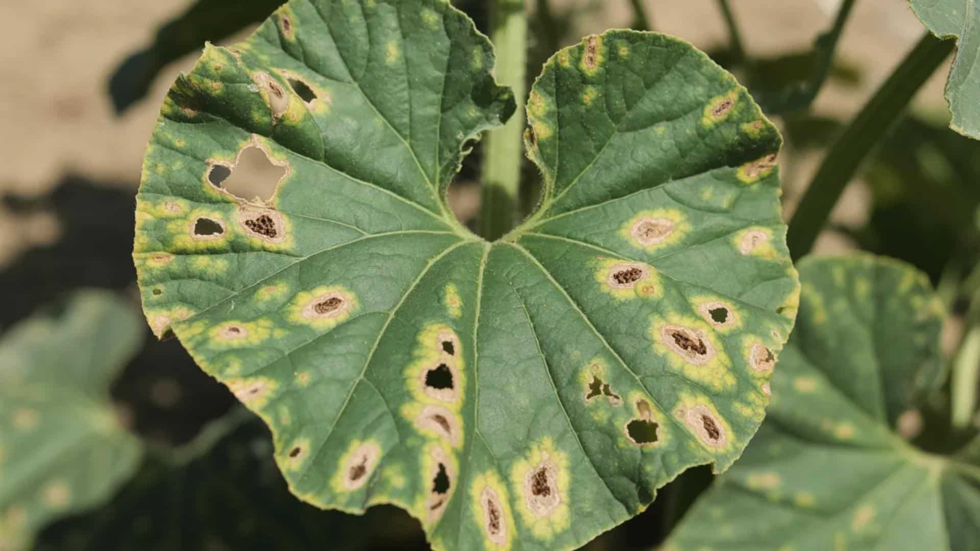 Cantaloupe plant leaf showing signs of pest or disease damage