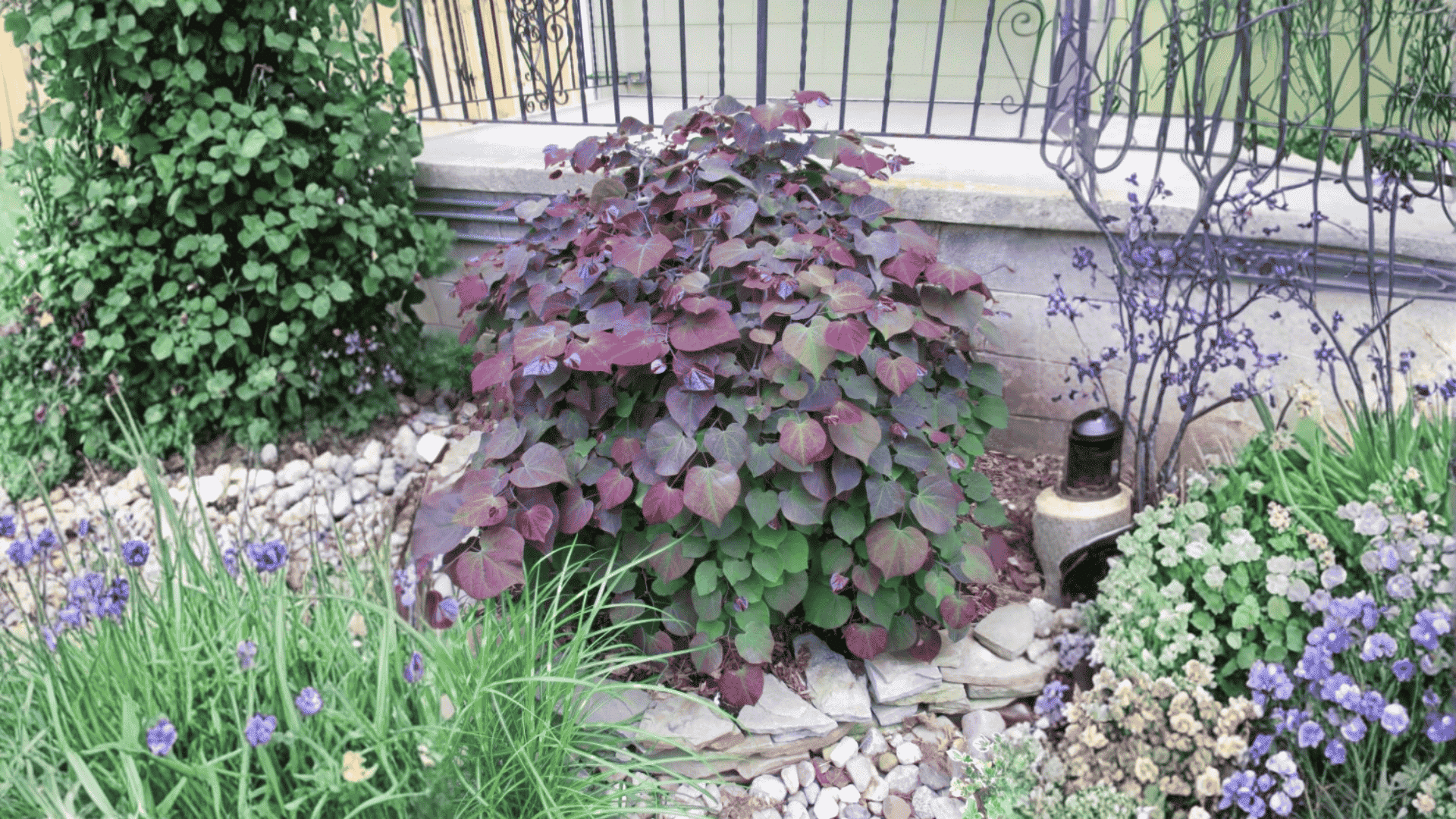 cercis-ruby-falls-planting-and-care-instructions