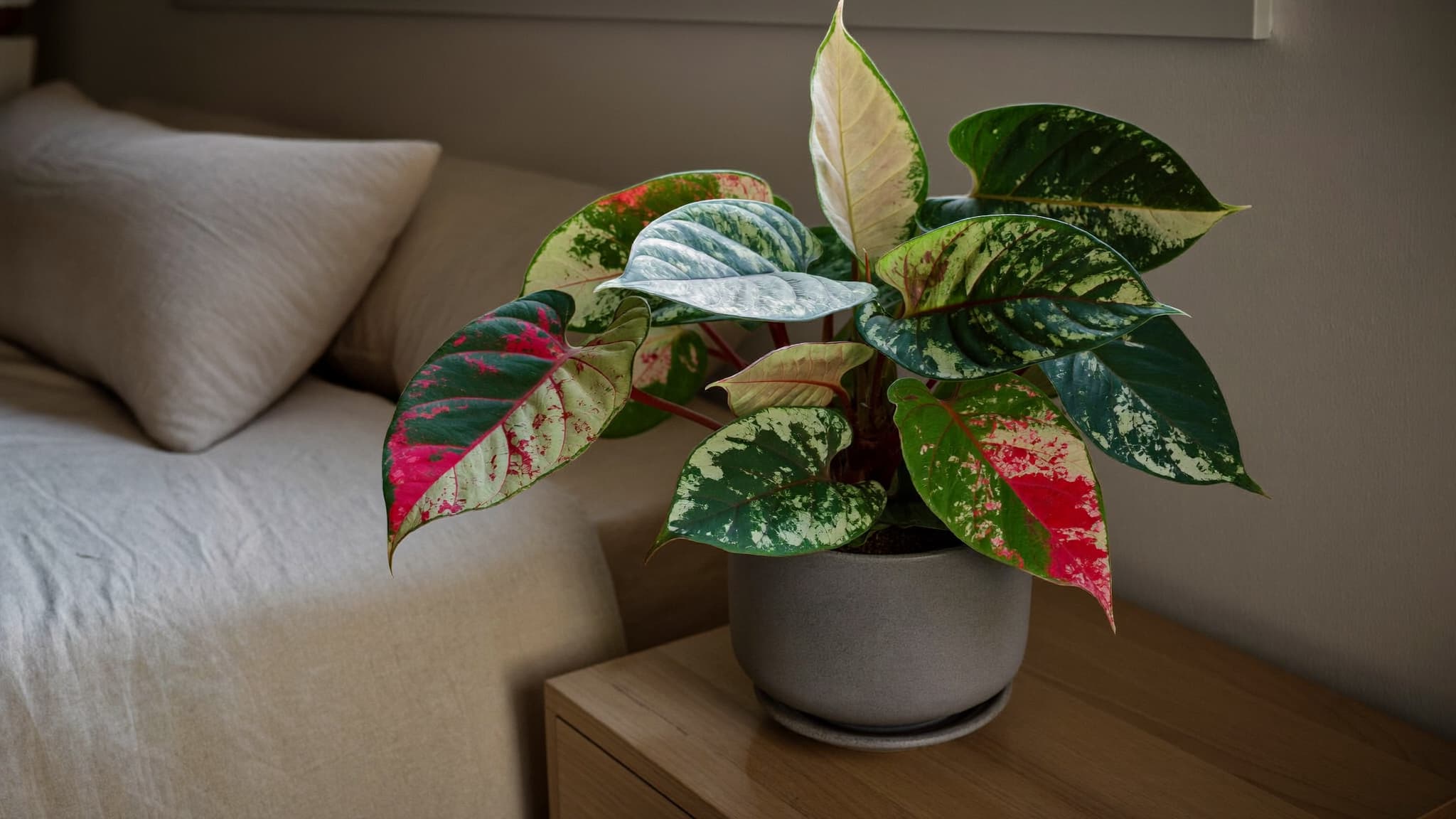 Colorful Aglaonema plant in a pot on a bedside table with soft lighting and a cozy bedroom background.
