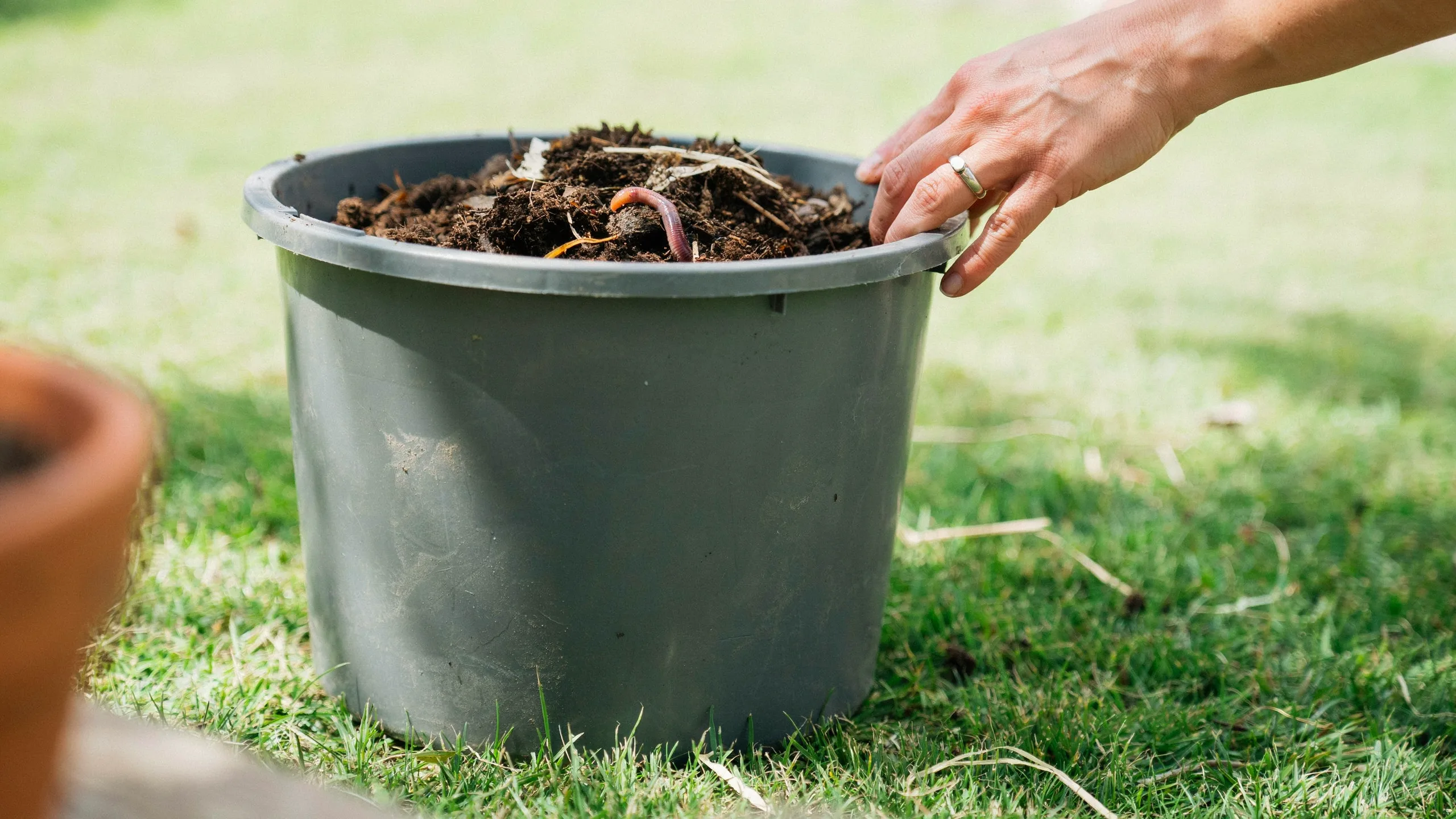 a container filled with dark brown compost soil spread for wild garlic