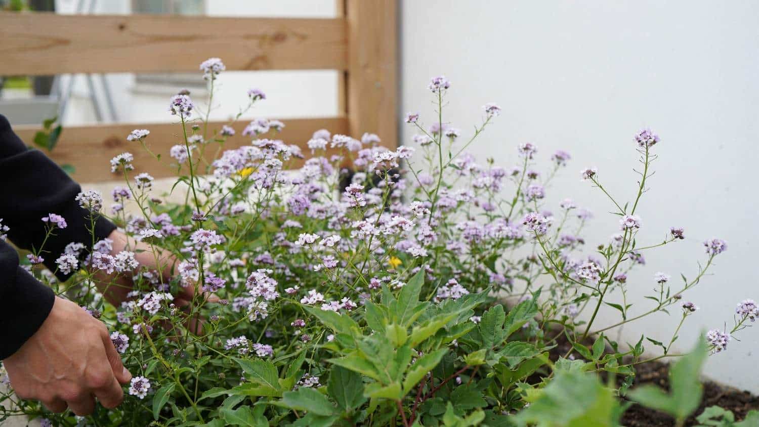 Person tending a coriander garden bed with flowering coriander plants growing outdoors.
