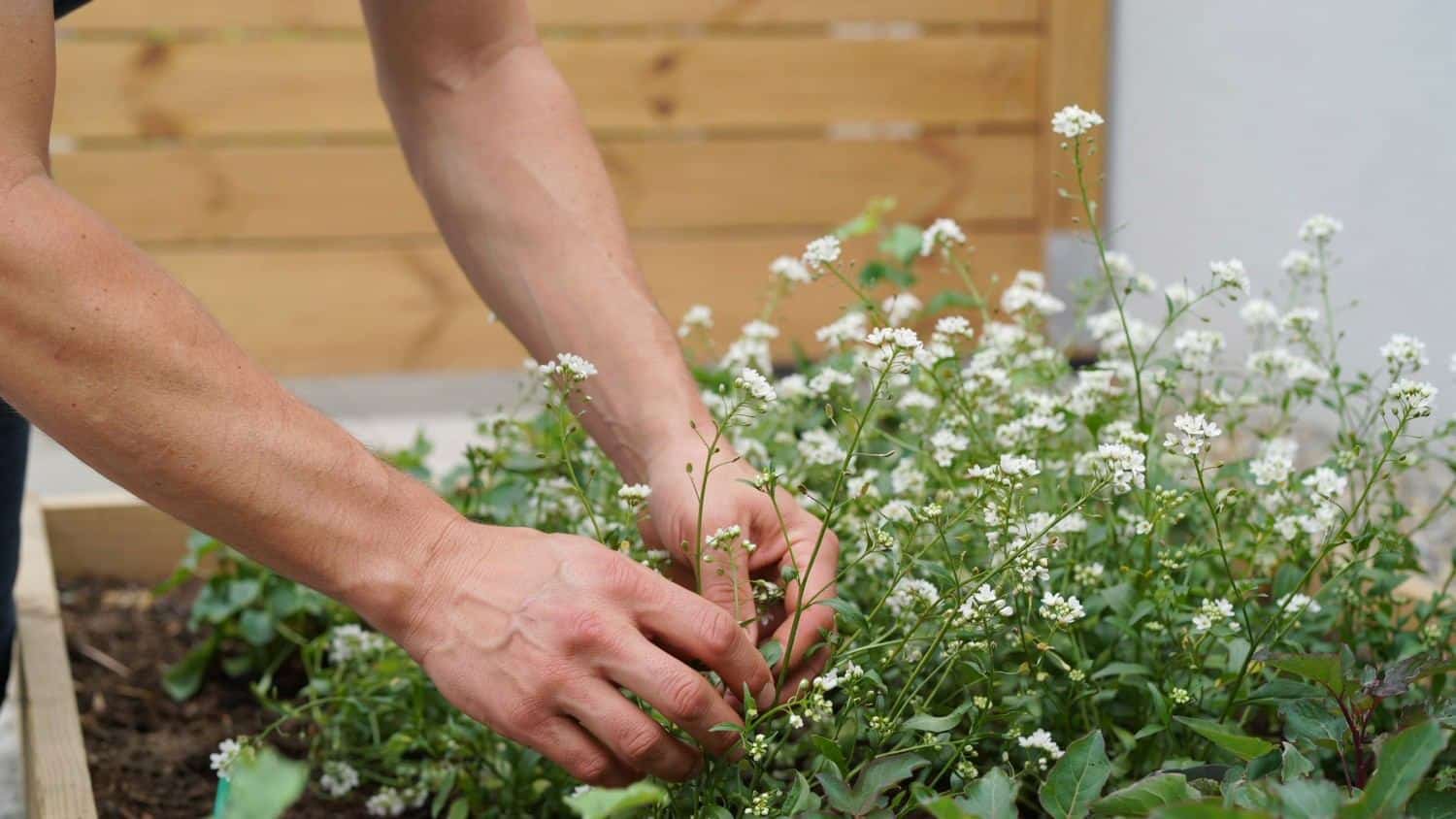 Person preparing a garden bed by clearing and tending plants before planting.