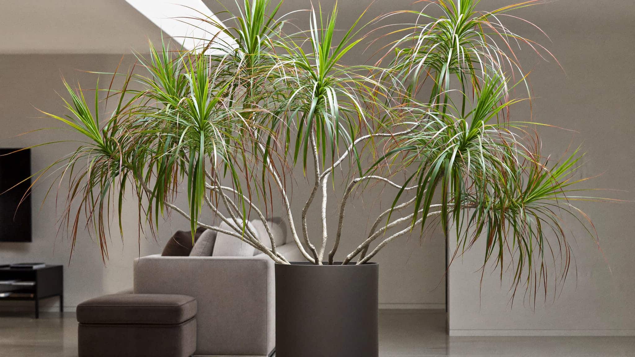 Dracaena plant in a large black pot, placed in a modern living room with minimal decor.