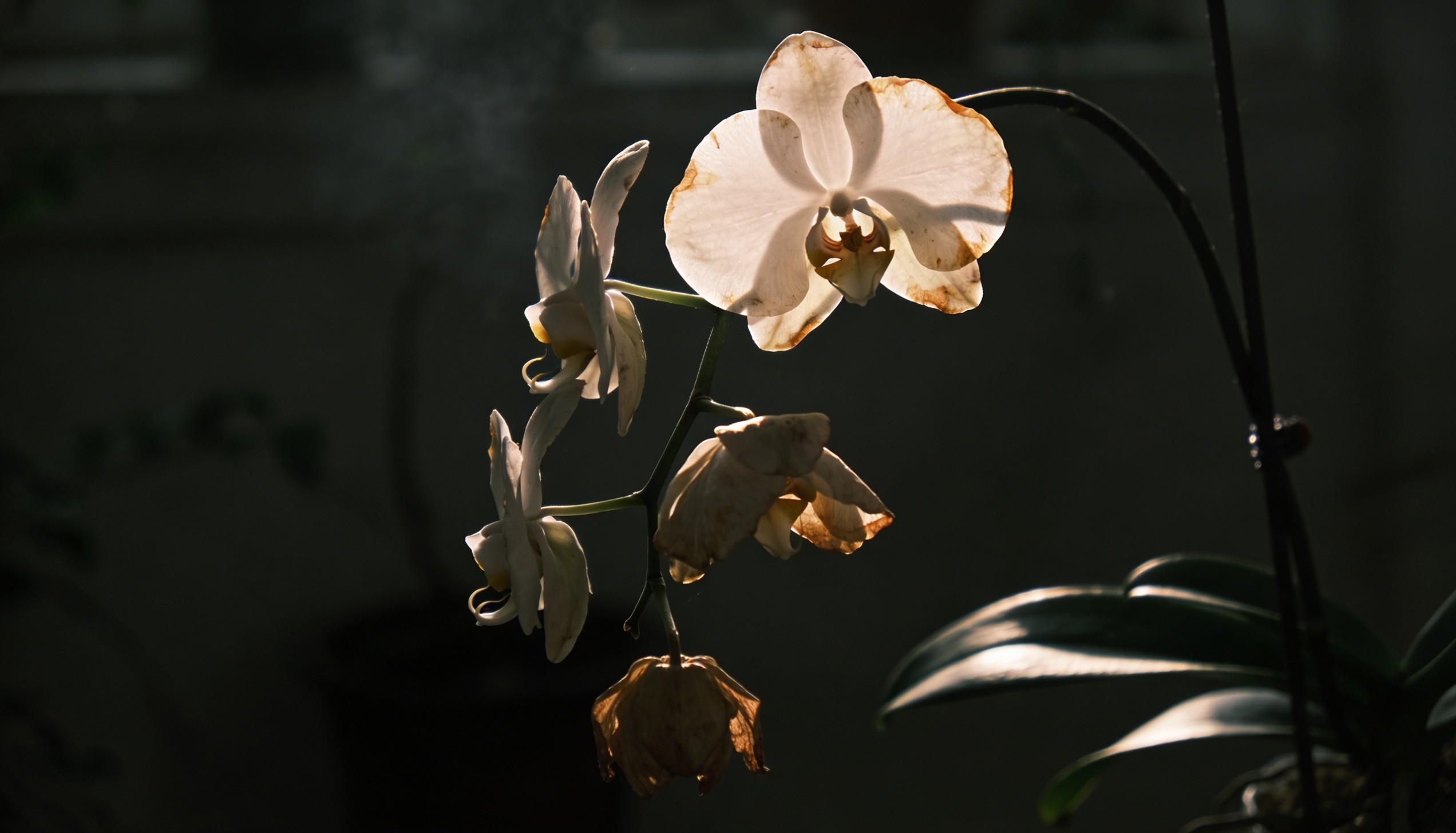Orchid in a dark room with faint, blurry shadows on the surrounding surface, illustrating the lack of proper light, which prevents blooming.